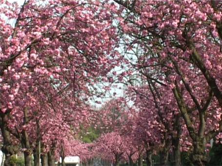 Moers-Meerbeck : Japanische Kirschblüte